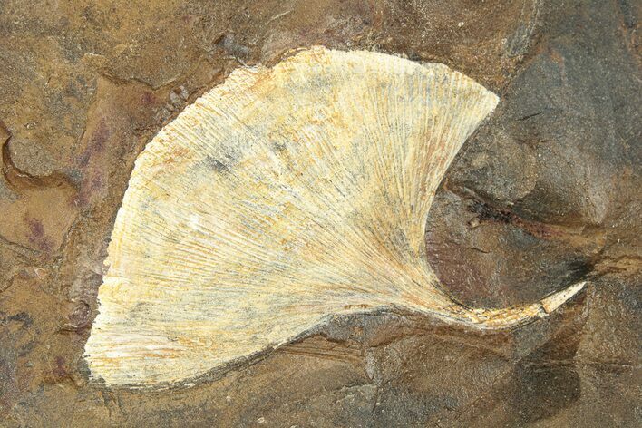 Paleocene Fossil Ginkgo Leaf - North Dakota #271087